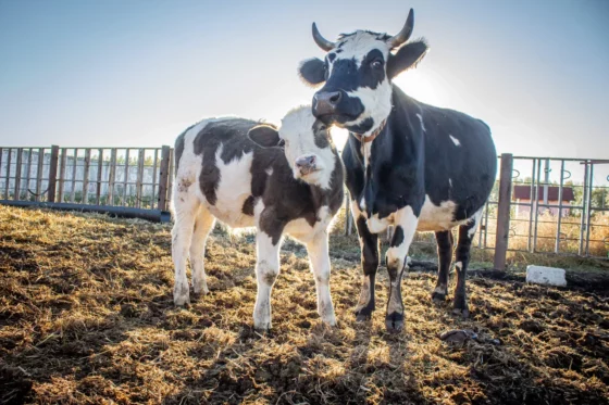 «Планета коров» на благо людей: коровы и бычки ждут своих опекунов